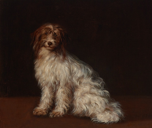 Digital Print - A long-haired terrier by Richard Cosway
