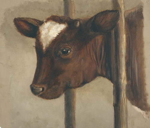 Digital Print - Head of a calf in a cowshed by Floris Verster