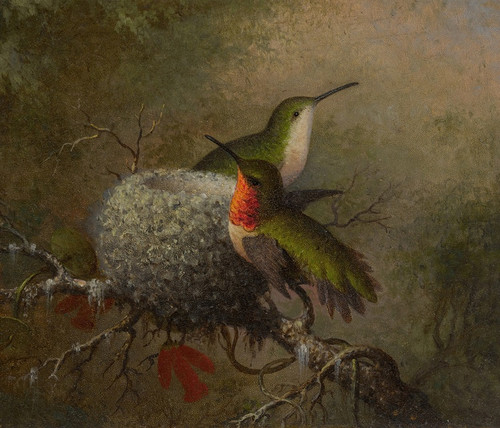 Digital Print - Two Ruby Throats By Their Nest by Martin Johnson Heade