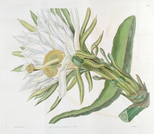 Digital Print - Triangular Torch-thistle by Sydenham Edwards