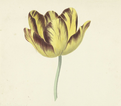 Digital Print - Tulp genaamd Bizard Le Febure No. 1 by Cornelis van Noorde