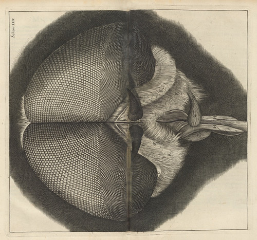 Digital Print - Microscopic view of the eyes and head of a drone-fly by Robert Hooke