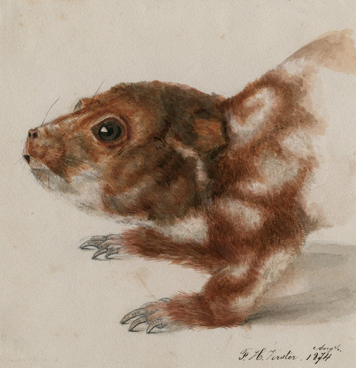 Digital Print - Head of a cuscus by Floris Verster Digital Print - Head of a cuscus by Floris Verster