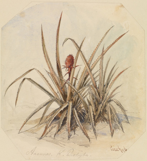 Digital Print - Blhende Ananas by Ferdinand Keller
