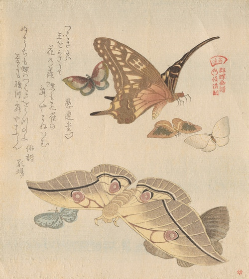 Digital Print - Butterflies and moths, from the series A Flock of Butterflies (GunchGafu) by Kubo Shunman