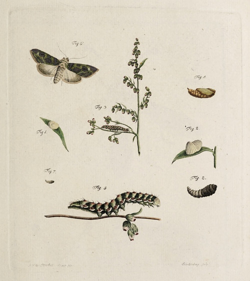Digital Print - Archives de l'histoire des insectes Pl.05 by Johann Caspar Fuessli