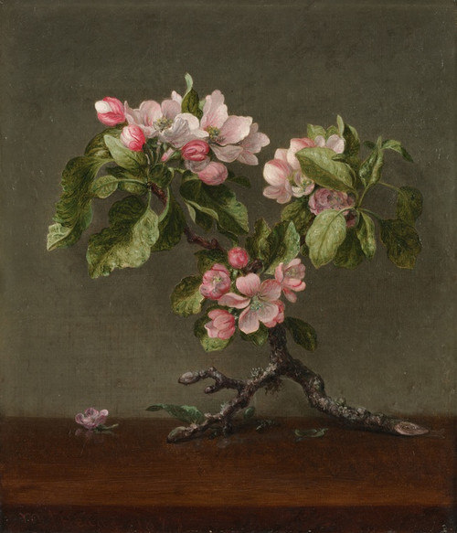 Digital Print - Apple Blossoms by Martin Johnson Heade