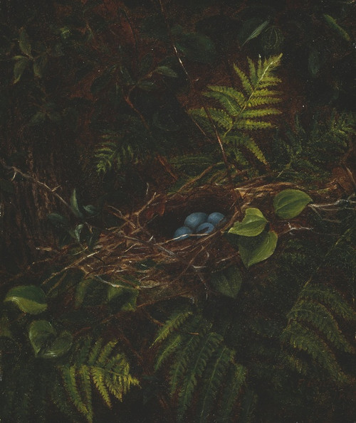 Digital Print - Birds Nest and Ferns by Fidelia Bridges