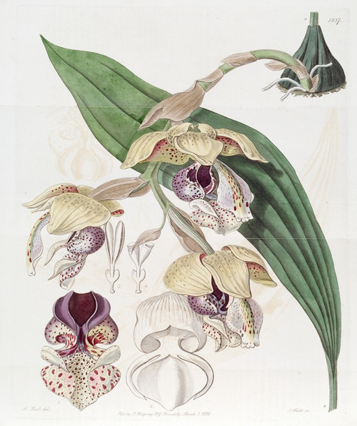 Digital Print - Noble Stanhopea by Sydenham Edwards