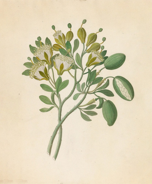 Digital Print - Capparis Nov. Sp. [Maerua caffra] by Clemenz Heinrich Wehdemann