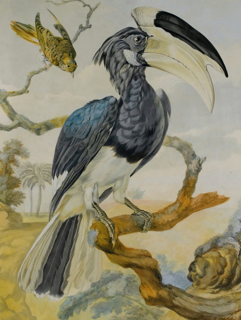 A Hornbill And Another Bird On A Branch by Circle of Aert Schouman Art Print Download