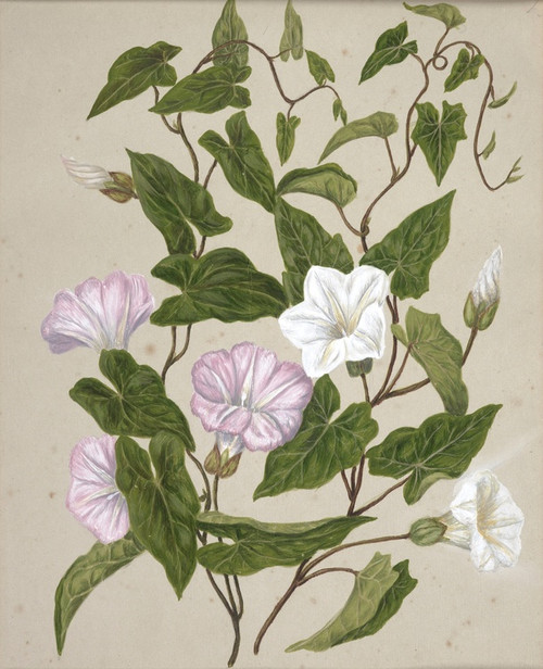 Digital Print - Bindweed, Pohu by Sarah Featon