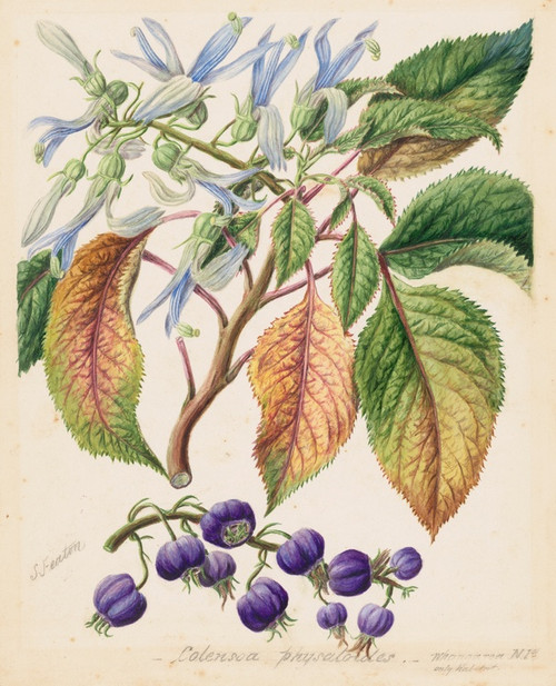 Digital Print - Colensoa physaloides by Sarah Featon