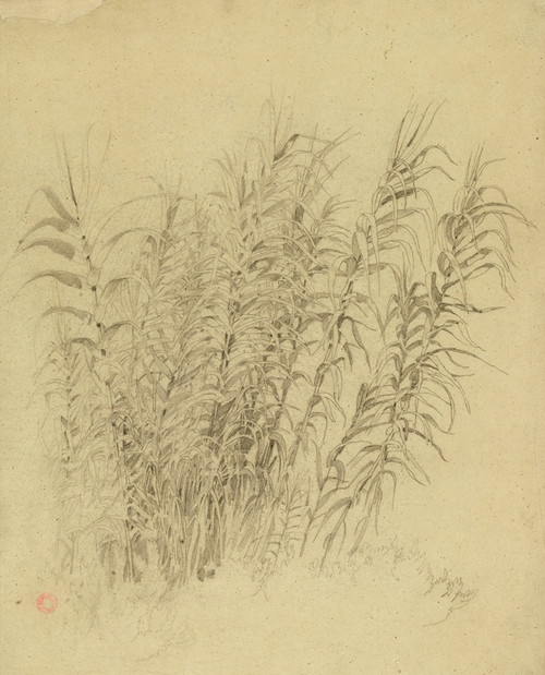 Digital Print - Roseaux by Jean-Achille Benouville