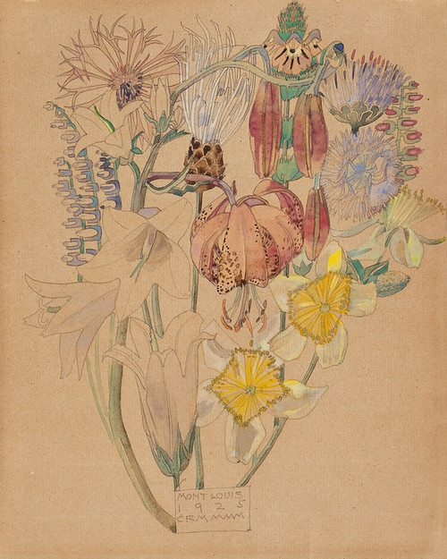 Digital Print - Mont Louis - Flower Study by Charles Rennie Mackintosh