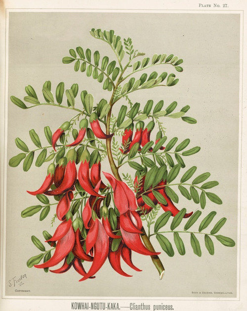 Digital Print - Kowhai-Ngutu-Kaka. - Clianthus puniceus. Plate 27 by Sarah Featon