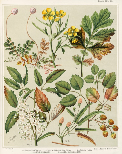 Digital Print - 1. - Rubus australis. 2. - R. aaustralis, var. glaber. 3. - Rubus parva. 4. - Geum urbanum. 5. - Acaena sanguisorbce. Plate 29 by Sarah Featon