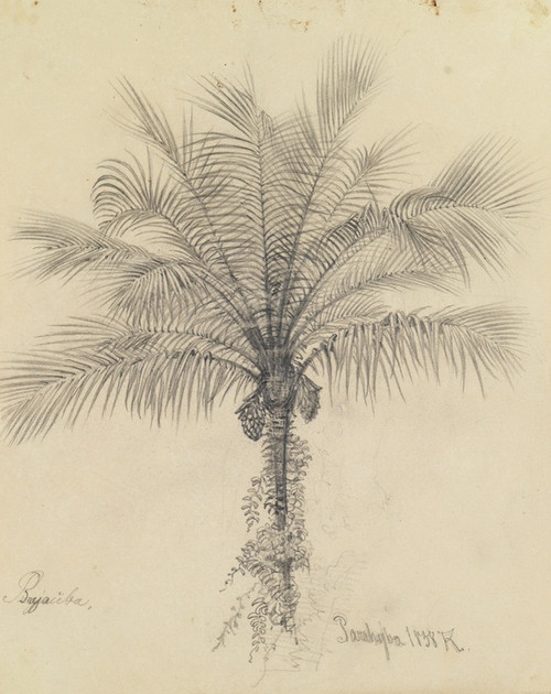 Digital Print - Palmstudie II by Ferdinand Keller