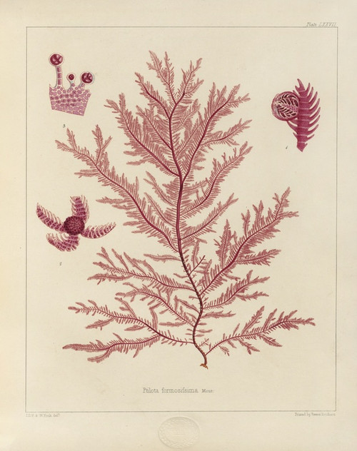 Digital Print - Cryptogamic botany of the Antarctic voyage of H.M. Discovery ships Erebus and Terror in the years 1839 Pl.21 by Walter Hood Fitch