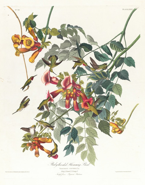 Digital Print - Ruby-throated humming bird by John James Audubon