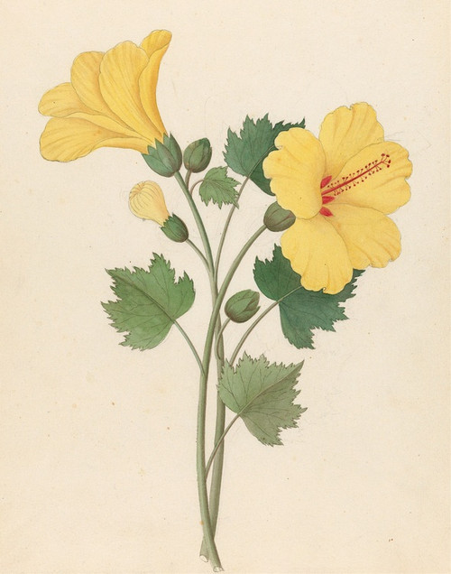 Digital Print - Hibiscus [Hibiscus calyphyllus] by Clemenz Heinrich Wehdemann