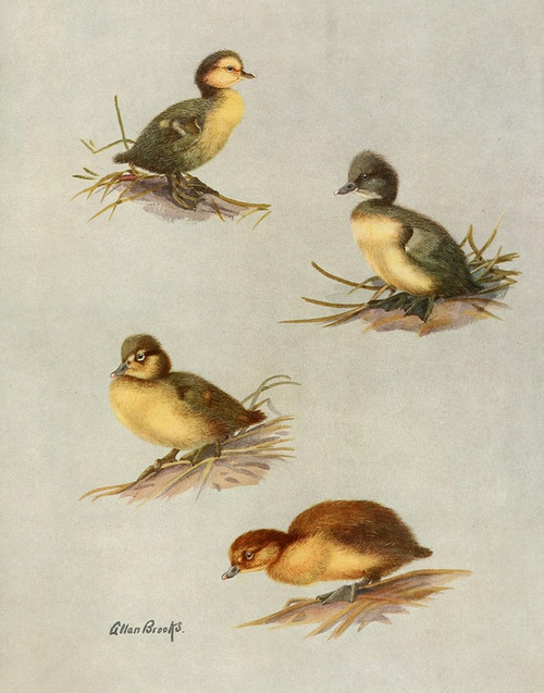 Digital Print - Downy Young Of White-Eyed Duck, Tufted Duck, Scaup Duck, Lesser Scaup Duck by Allan Brooks