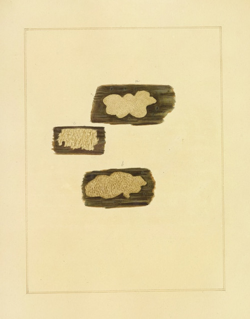 Digital Print - Icons fungorum circa Halifax sponte Nascentium Pl.217 by James Bolton