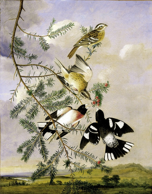 Digital Print - Rose-Breasted Grosbeak by Joseph Bartholomew Kidd
