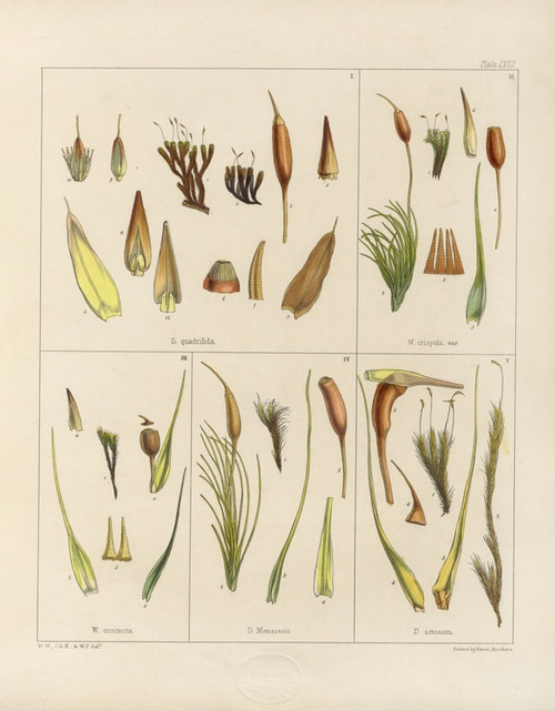 Digital Print - Cryptogamic botany of the Antarctic voyage of H.M. Discovery ships Erebus and Terror in the years 1839 Pl.02 by Walter Hood Fitch