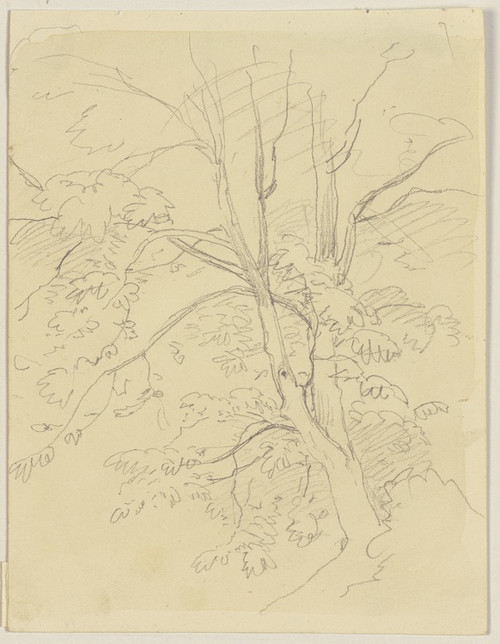 Digital Print - Tree by Jakob Becker