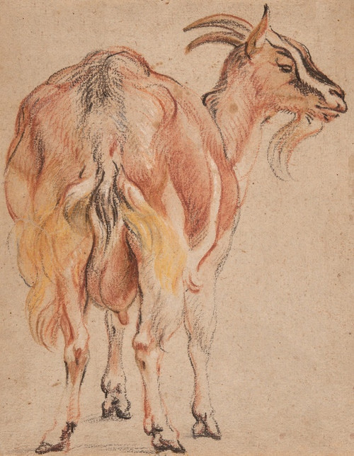 Digital Print - Goat by Jacob Jordaens
