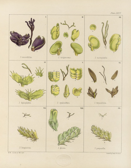 Digital Print - Cryptogamic botany of the Antarctic voyage of H.M. Discovery ships Erebus and Terror in the years 1839 Pl.08 by Walter Hood Fitch