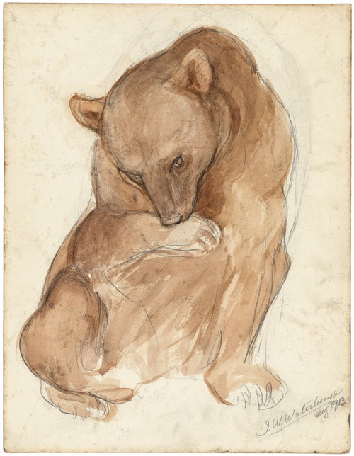Digital Print - A sketch of a bear by John William Waterhouse