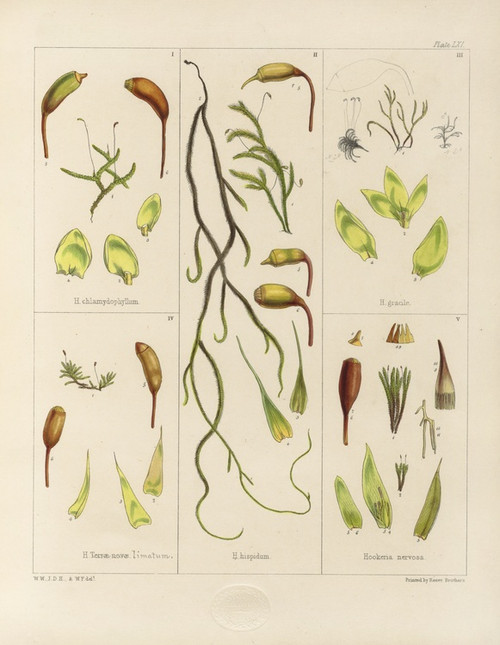 Digital Print - Cryptogamic botany of the Antarctic voyage of H.M. Discovery ships Erebus and Terror in the years 1839 Pl.05 by Walter Hood Fitch