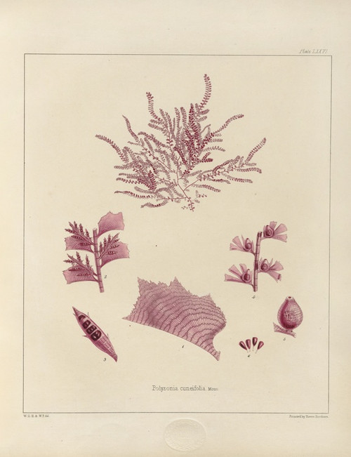 Digital Print - Cryptogamic botany of the Antarctic voyage of H.M. Discovery ships Erebus and Terror in the years 1839 Pl.20 by Walter Hood Fitch