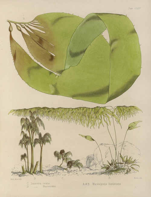 Digital Print - Cryptogamic botany of the Antarctic voyage of H.M. Discovery ships Erebus and Terror in the years 1839 Pl.42 by Walter Hood Fitch