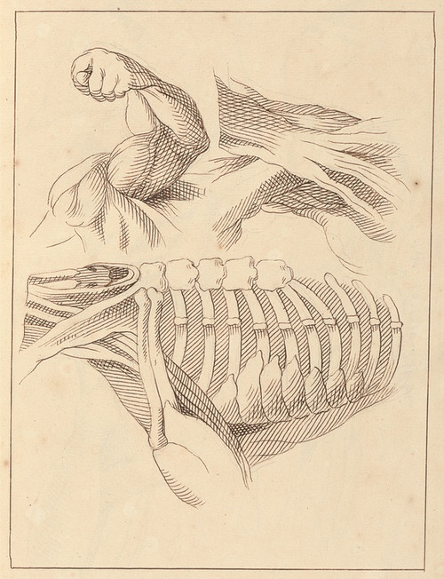 Digital Print - Anatomical Studies of Shoulders by Hamlet Winstanley