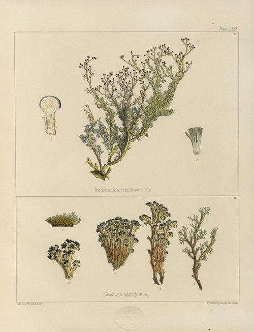 Digital Print - Cryptogamic botany of the Antarctic voyage of H.M. Discovery ships Erebus and Terror in the years 1839 Pl.24 by Walter Hood Fitch