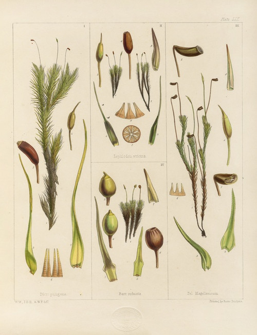 Digital Print - Cryptogamic botany of the Antarctic voyage of H.M. Discovery ships Erebus and Terror in the years 1839 Pl.03 by Walter Hood Fitch