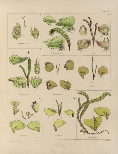 Digital Print - Cryptogamic botany of the Antarctic voyage of H.M. Discovery ships Erebus and Terror in the years 1839 Pl.30 by Walter Hood Fitch