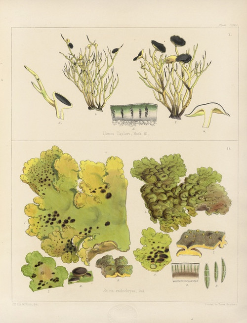 Digital Print - Cryptogamic botany of the Antarctic voyage of H.M. Discovery ships Erebus and Terror in the years 1839 Pl.65 by Walter Hood Fitch