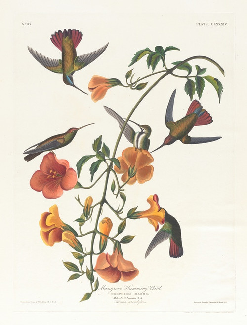Digital Print - Mangrove humming bird by John James Audubon