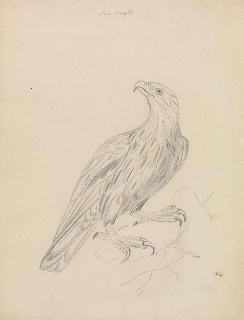 Digital Print - A Sea Eagle by James Sowerby