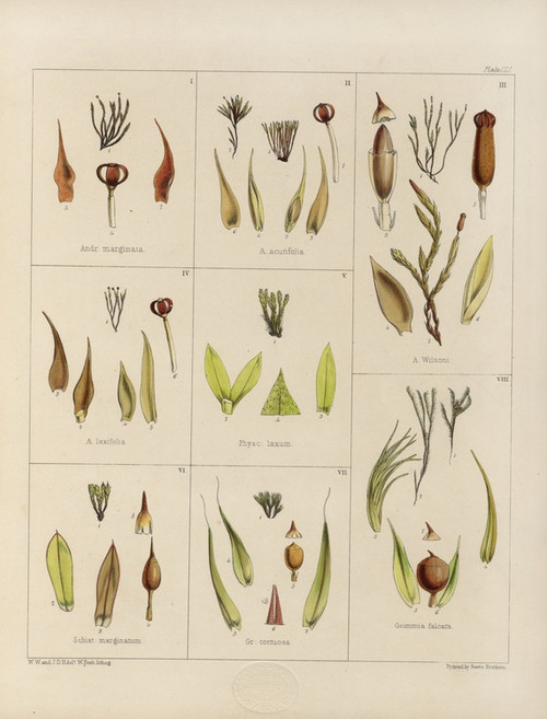 Digital Print - Cryptogamic botany of the Antarctic voyage of H.M. Discovery ships Erebus and Terror in the years 1839 Pl.25 by Walter Hood Fitch