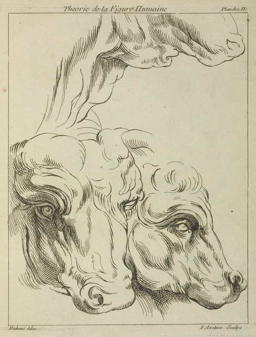 Digital Print - Heads and necks of two bovines; portion of neck of a third by Peter Paul Rubens