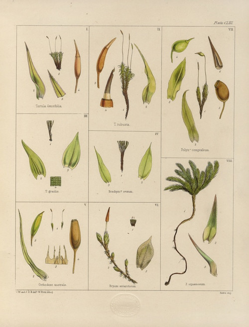 Digital Print - Cryptogamic botany of the Antarctic voyage of H.M. Discovery ships Erebus and Terror in the years 1839 Pl.27 by Walter Hood Fitch