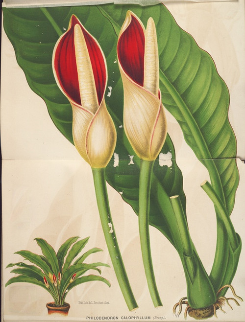 Digital Print - Philodendron calophyllum by Charles Antoine Lemaire