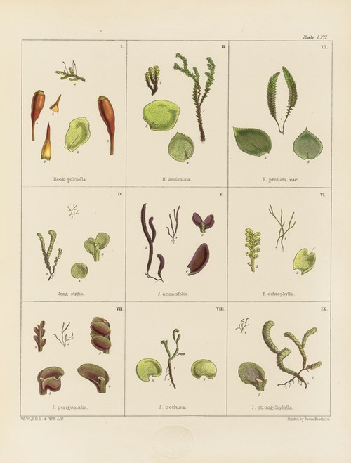 Digital Print - Cryptogamic botany of the Antarctic voyage of H.M. Discovery ships Erebus and Terror in the years 1839 Pl.06 by Walter Hood Fitch