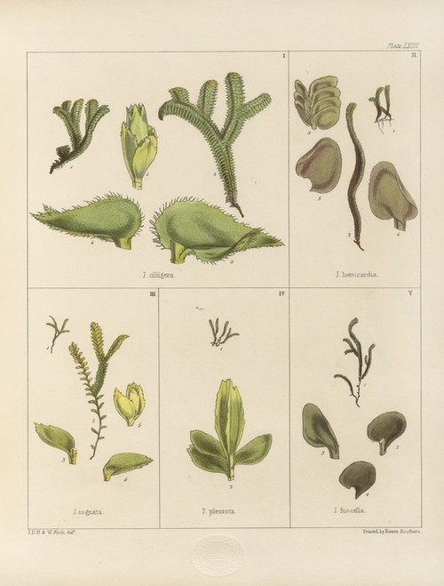 Digital Print - Cryptogamic botany of the Antarctic voyage of H.M. Discovery ships Erebus and Terror in the years 1839 Pl.07 by Walter Hood Fitch