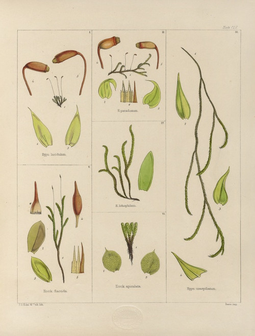 Digital Print - Cryptogamic botany of the Antarctic voyage of H.M. Discovery ships Erebus and Terror in the years 1839 Pl.29 by Walter Hood Fitch